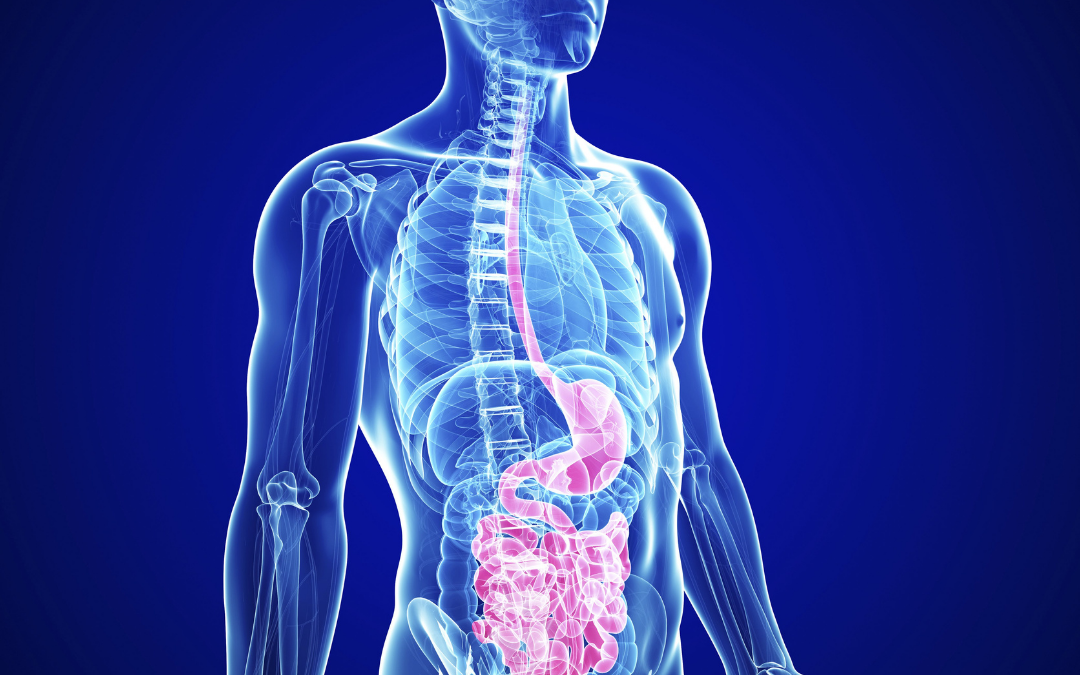 A Trip Through the G.I. Tract: What does our gut really do?