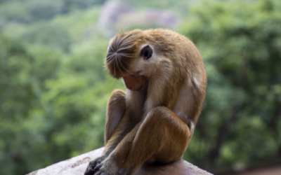 The Chattering Monkey Mind