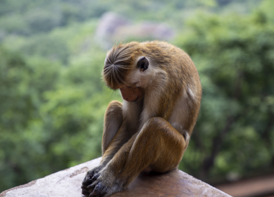 The Chattering Monkey Mind